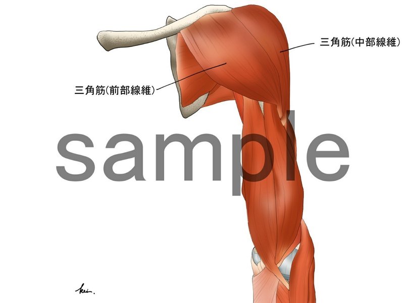 終了 アナトミーイラスト 肩 上腕 骨 筋編 ｱﾅﾄﾐｰｲﾗｽﾄﾚｰﾀｰ Kei Note