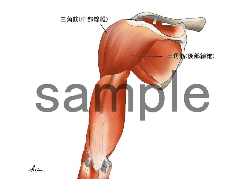 終了 アナトミーイラスト 肩 上腕 骨 筋編 アナトミーイラストレーター Kei Note 終了 アナトミーイラスト 肩 上腕 骨 筋編 アナトミーイラストレーター Kei Note
