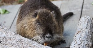 ヌートリア図鑑 Nutria｜M_ayumi