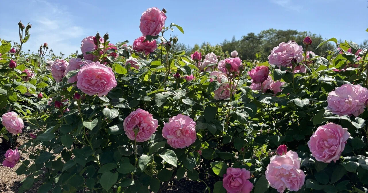 世羅高原バラフェスタ🌹｜Lucydog