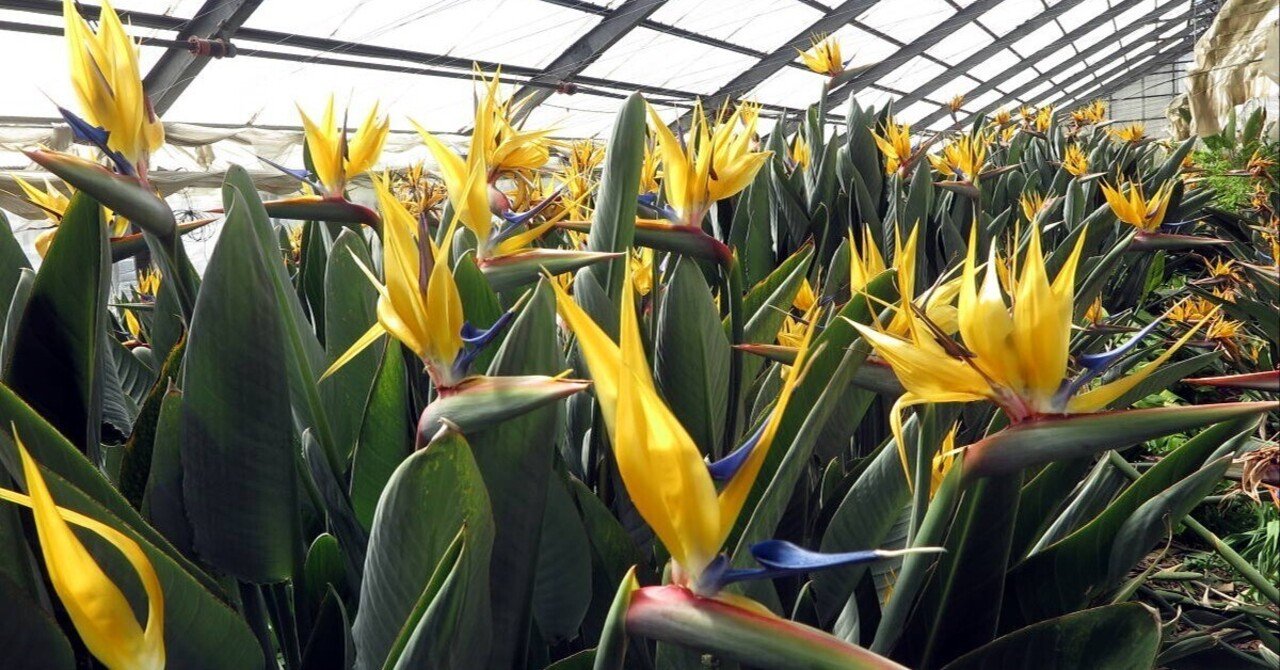 ストレリチア開花宣言（番外）｜極楽鳥花植物園