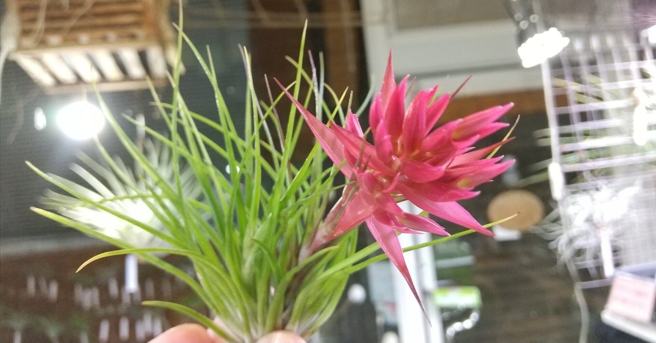 (レア)チランジア　アトロビオラセア　(DP) レア)チランジア アトロビオラセア (DP) レア)チランジア アトロ