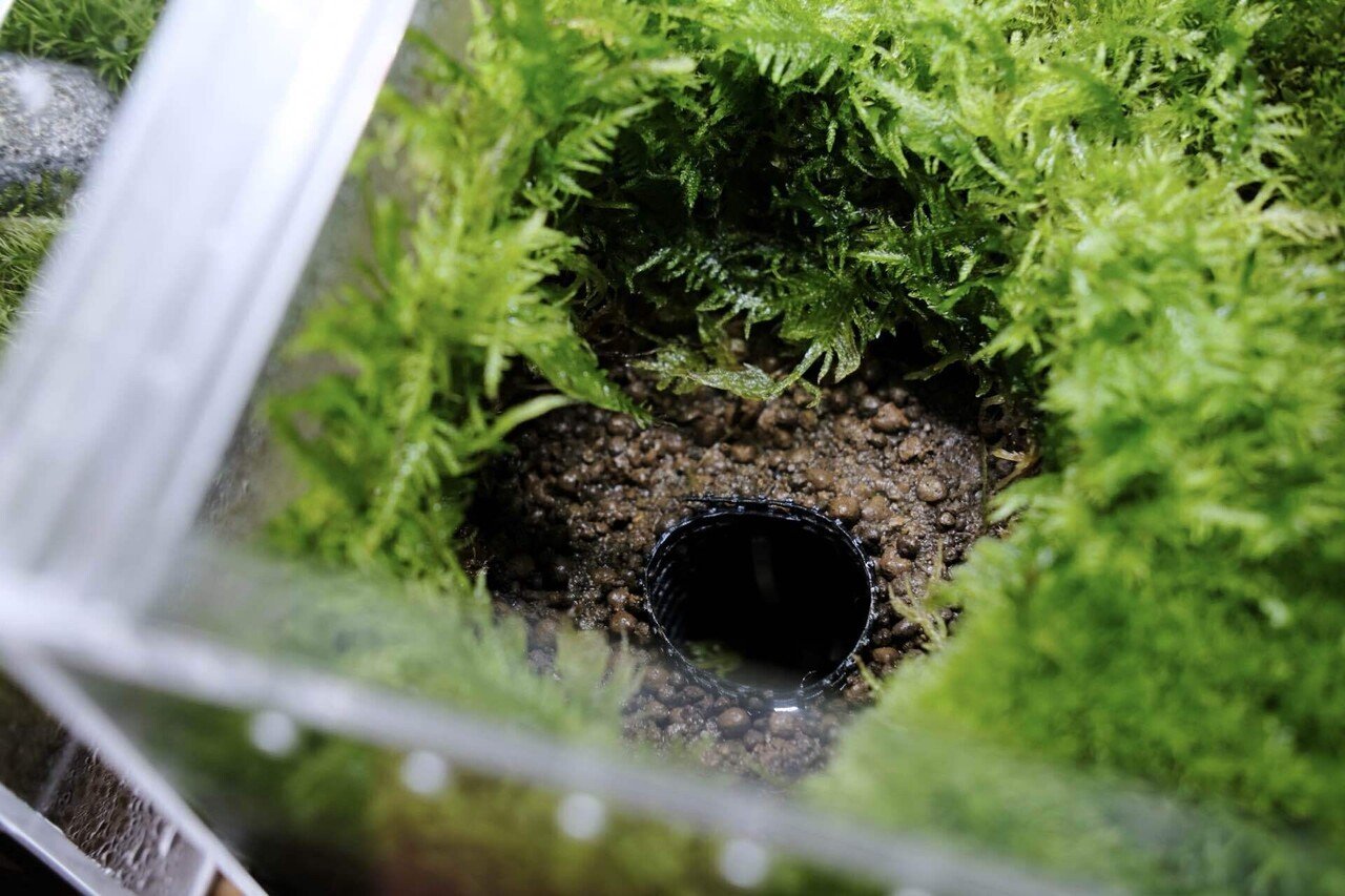 イモリのためのビバリウム】レプボイモリウムで大事にしてること｜もぐ