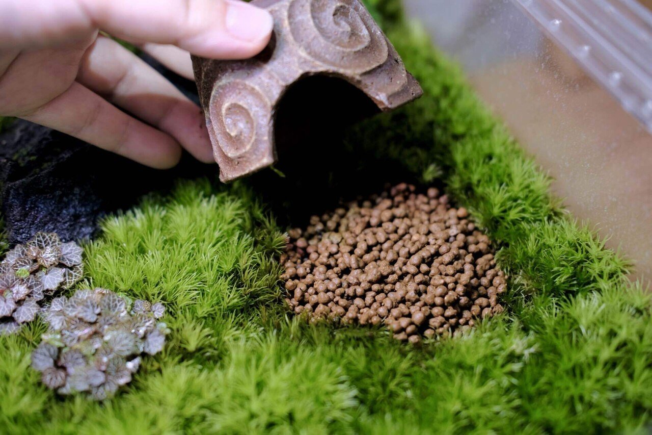 イモリのためのビバリウム】レプボイモリウムで大事にしてること｜もぐ