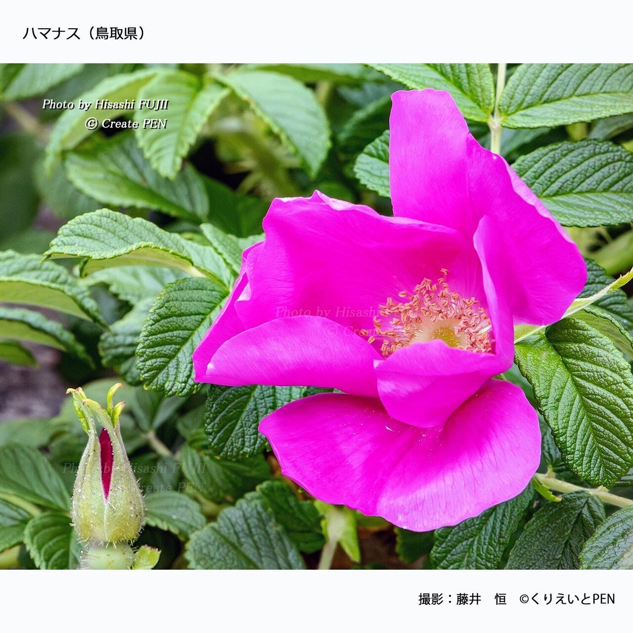 110000円値引き!・超細密肉筆植物画ハマナス(浜梨) - メルカリ