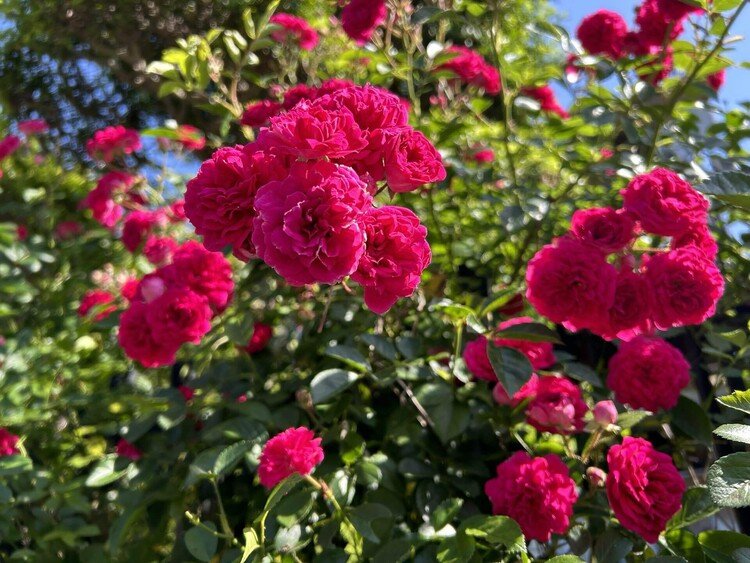 住宅街はいろんなバラが満開。他にもピンクのローズのアーチとか見ていて楽しい。
