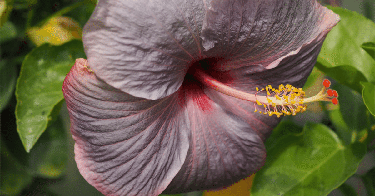 〈必見〉ハワイアンレトロ希少品 ハイビスカスの花付き女性の顔像 必見〉ハワイアンレトロ希少品 ハイビスカスの花付き女性の顔像