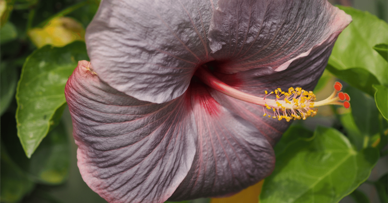 ハイビスカスの希少品種｜田舎の花屋
