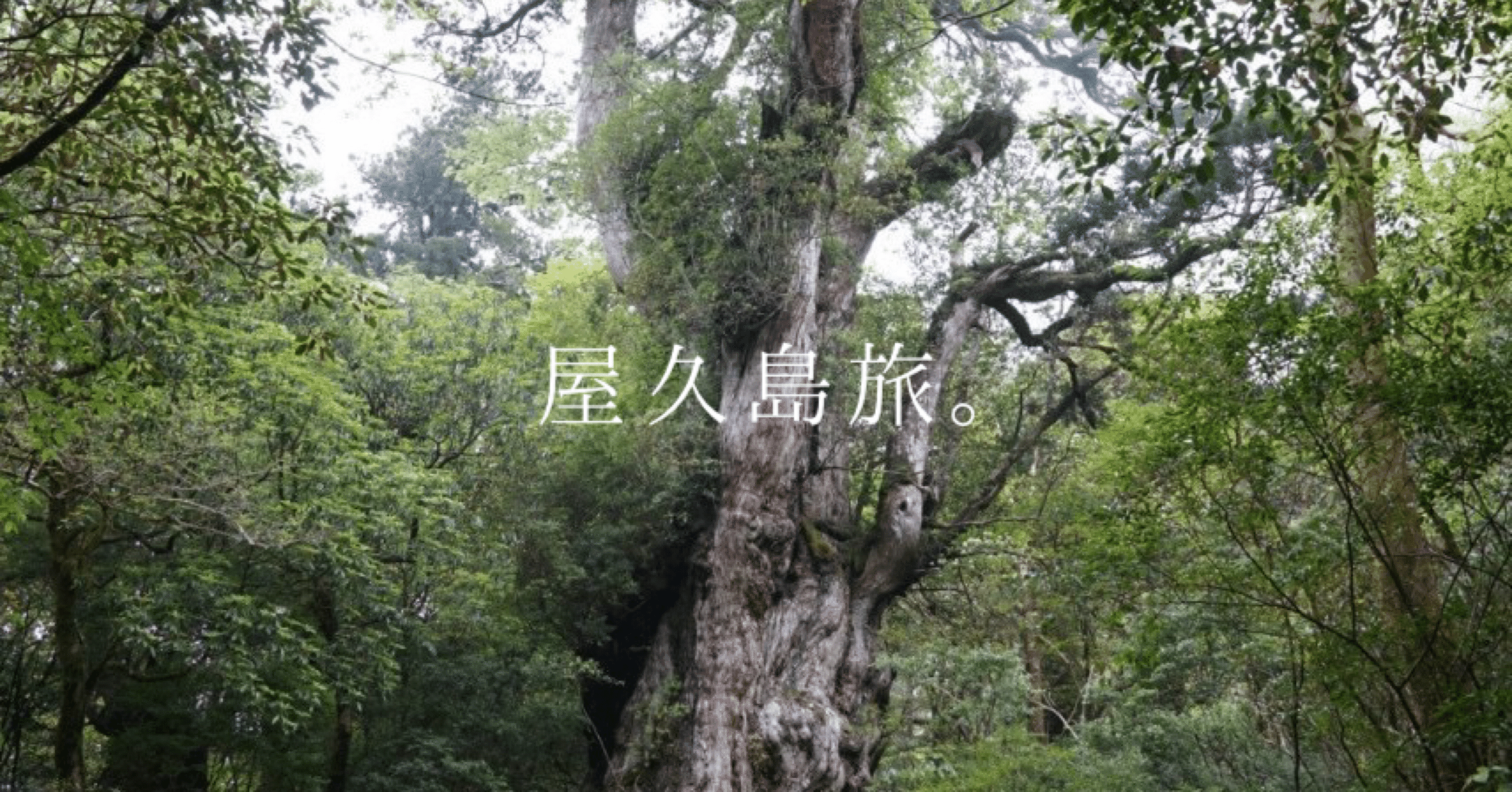 屋久島旅。 ｜登山初心者の10時間トレッキングと、全てをわかっている