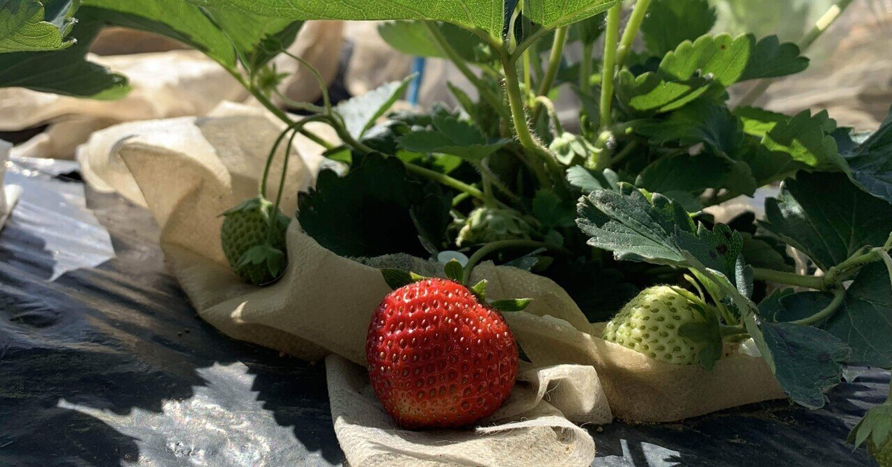 骨壷(野菜作りが趣味の方) 【公式通販】