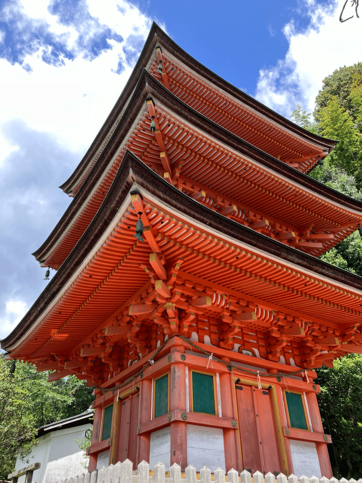 波兎を追いかけて／竹生島のもちの木｜齋藤悠紀