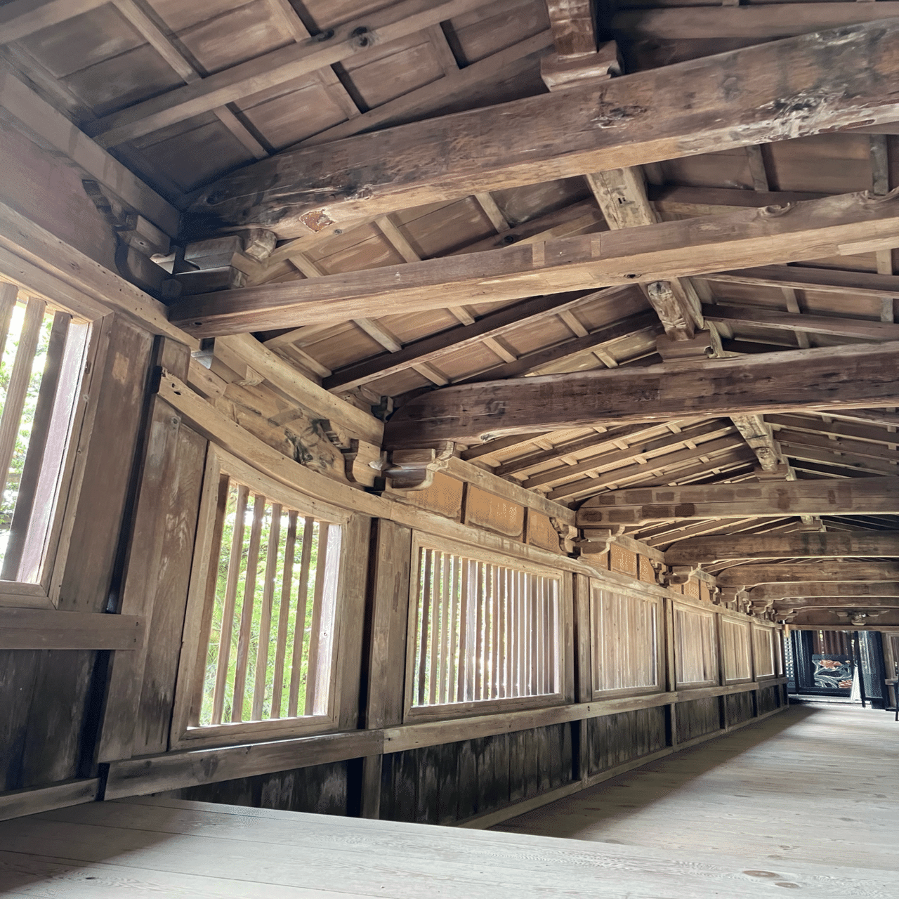 波兎を追いかけて／竹生島のもちの木｜齋藤悠紀