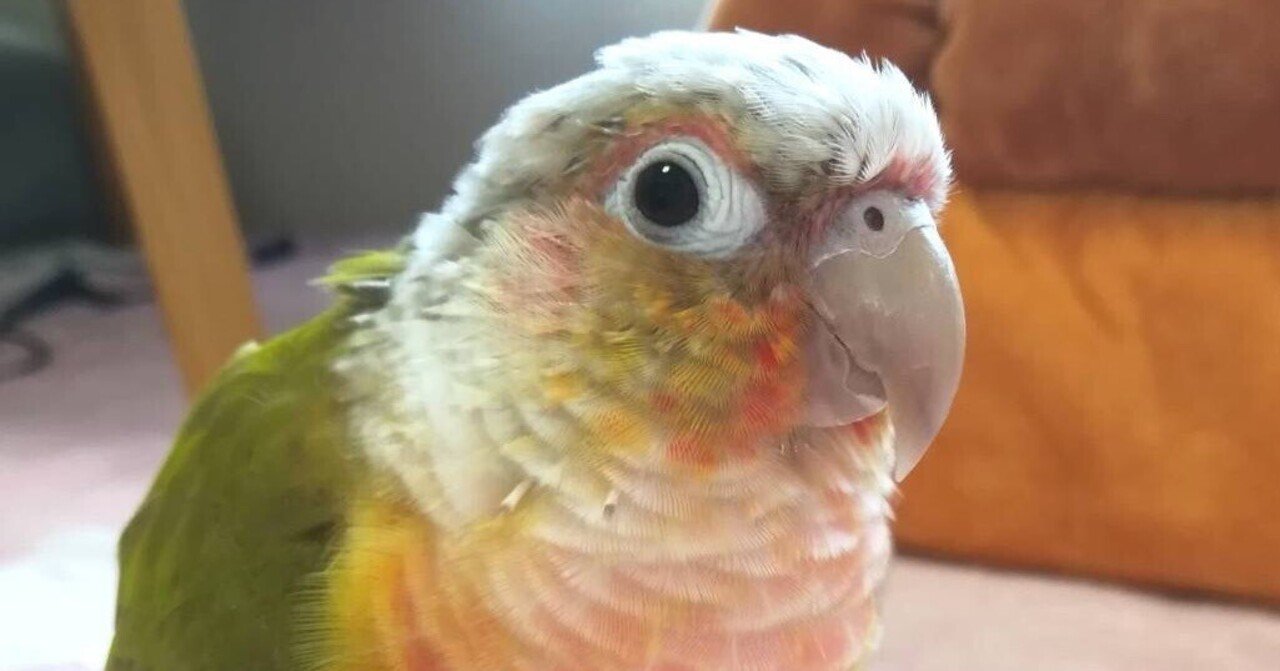 ホオミドリアカオウロコインコ｜アオシンジュウロコインコ