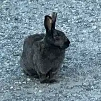 月パイン