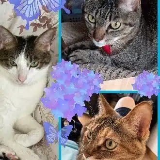 三つ子猫孫