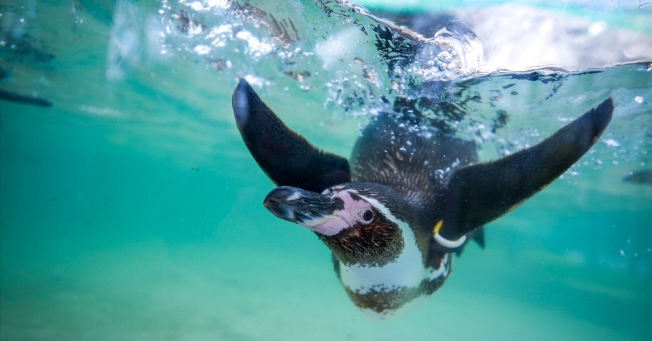 レポ#63 新潟市水族館 マリンピア日本海｜haru