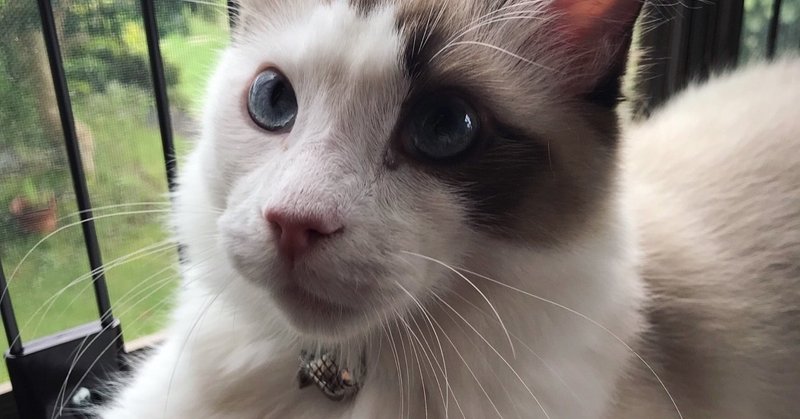 楽しくなると犬になる猫 だんご Note