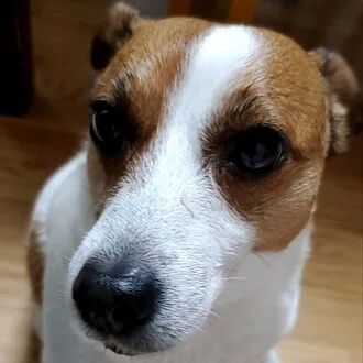ヤンヤン