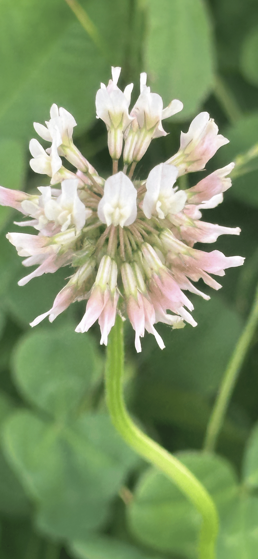 ✿美品✿ コポー コポタロウ 春 スプリング 菜の花 シロツメクサ 花 蝶 ３種 春のお花作品】タンポポ・シロツメクサのかぎ針編みシリーズ