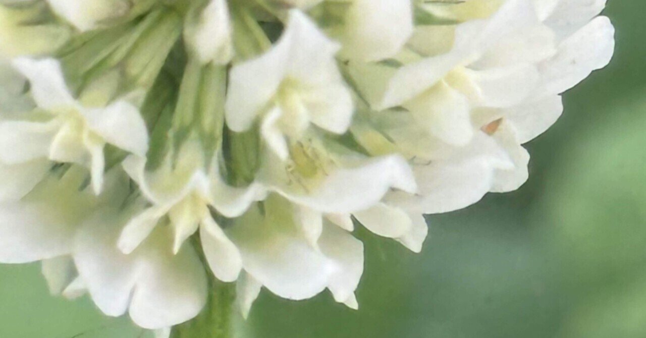 花「忘れないで・・・約束」シロツメクサ 花「忘れないで・・・約束」シロツメクサ