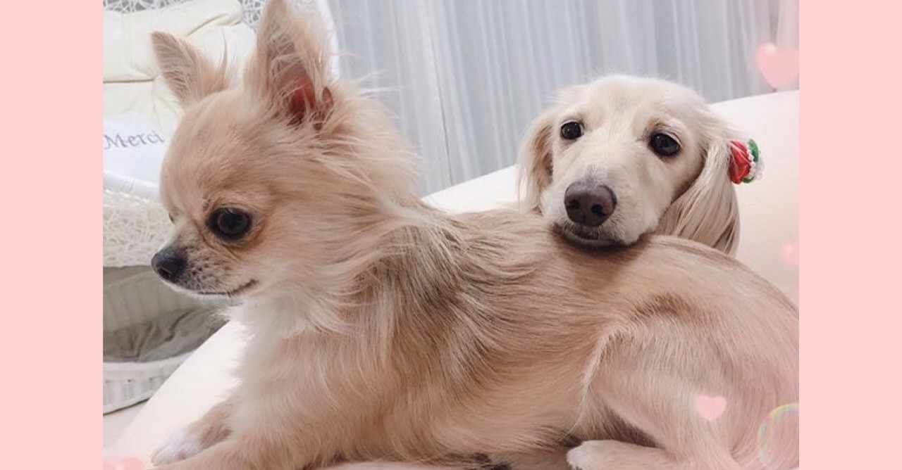 犬がアゴを乗せる の新着タグ記事一覧 Note つくる つながる とどける