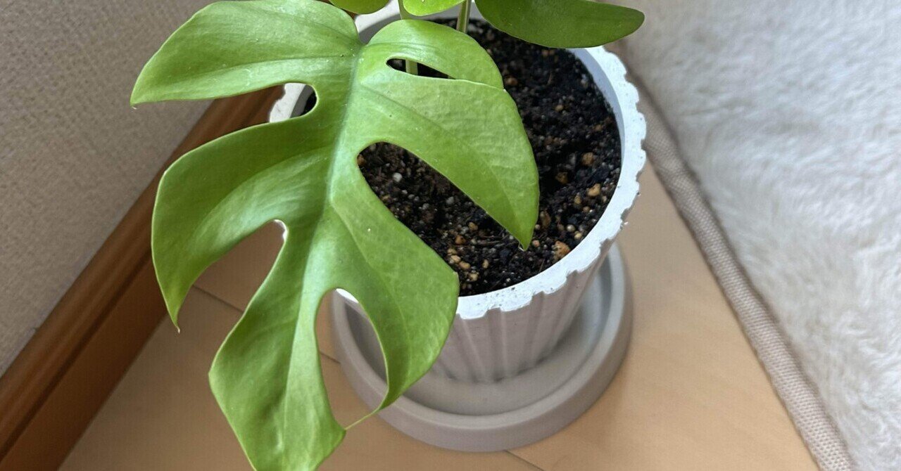 ヒメモンステラとパキラの植え替え日和｜いちり
