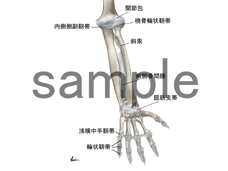 終了 アナトミーイラスト 前腕 骨 筋 アナトミーイラストレーター Kei Note 終了 アナトミーイラスト 前腕 骨 筋 アナトミーイラストレーター Kei Note