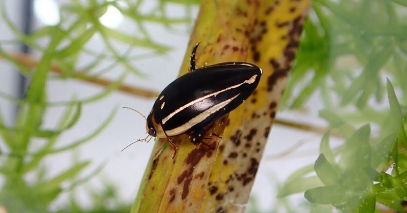福袋 タイ コガネムシ カナブン セット （カナブン「色形