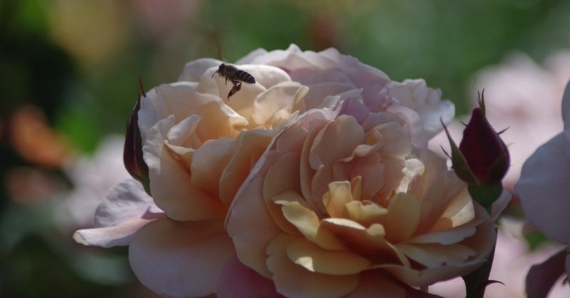 バラとミツバチ