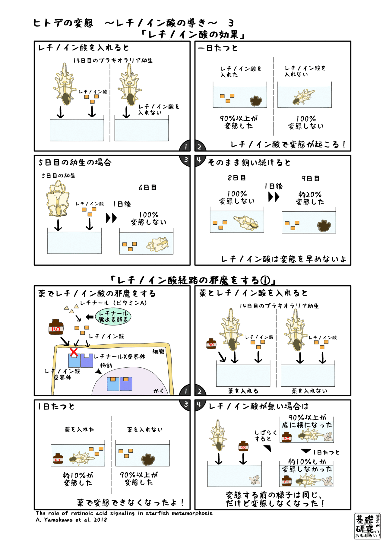 A5ヒトデの変態3