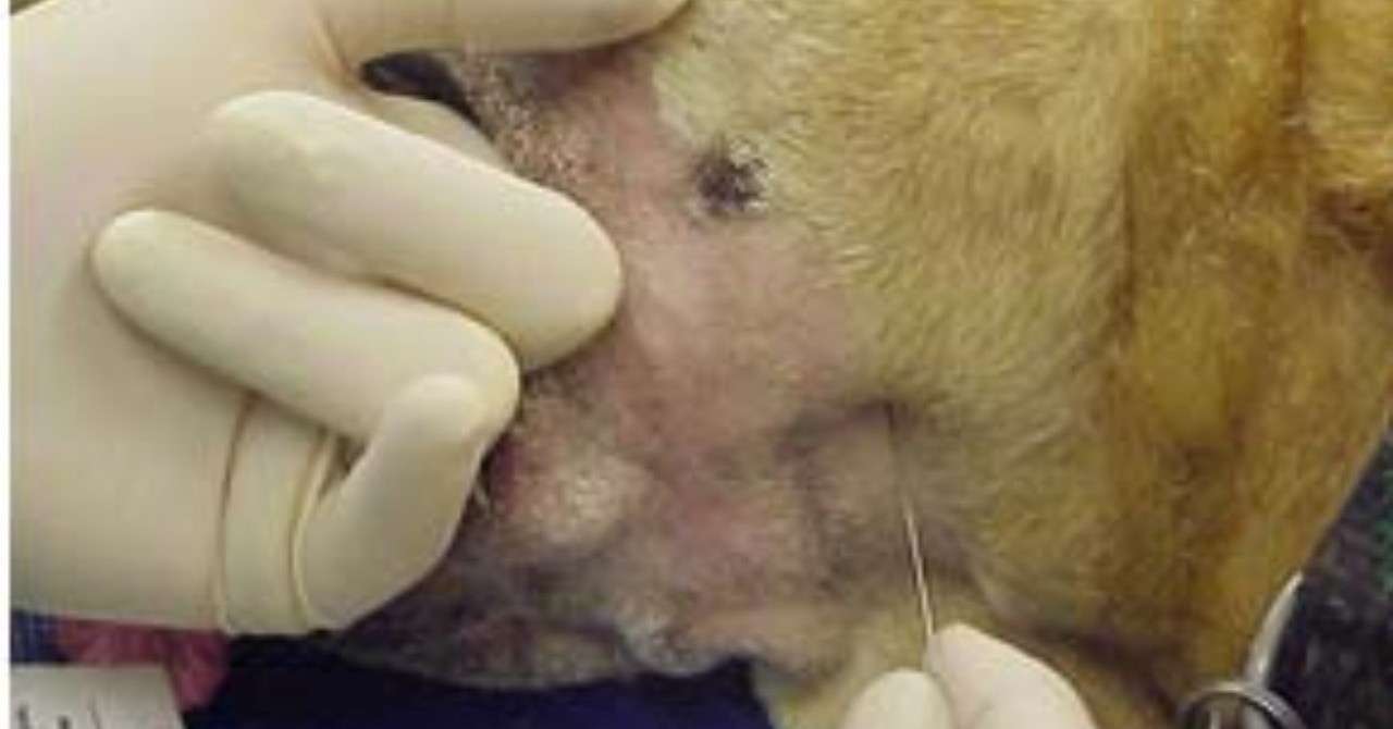 0073 下歯槽神経ブロック 獣医麻酔 集中治療学 Note