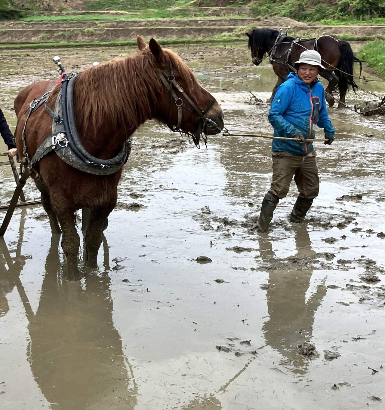 馬耕を体験する～三馬力社・十日町にて～｜てっさん