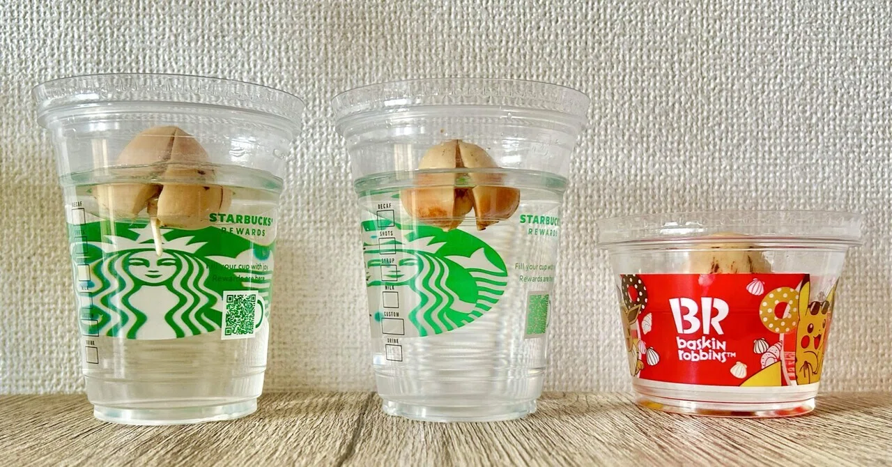 アボカド水耕栽培挑戦中！｜いちり