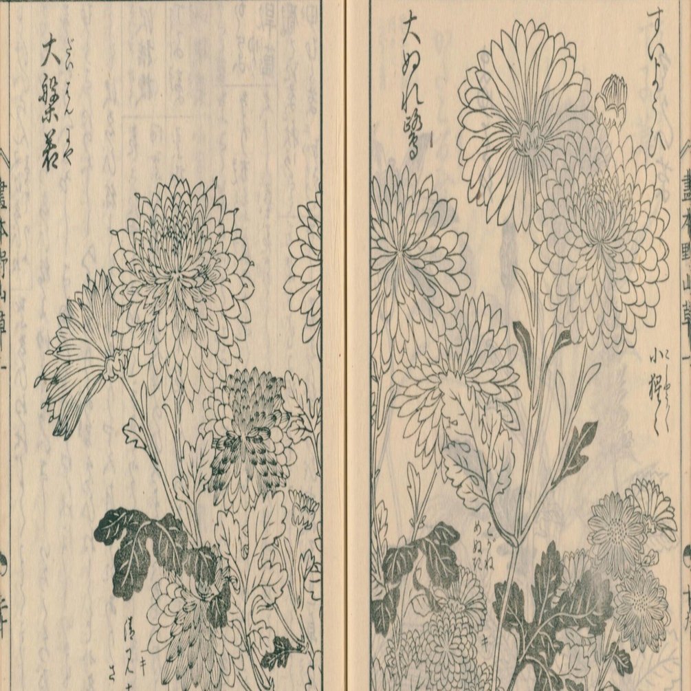 絵本野山草】(6) 菊（酔楊妃／大般若／濡鷺／猩々／黄金目貫／清見寺