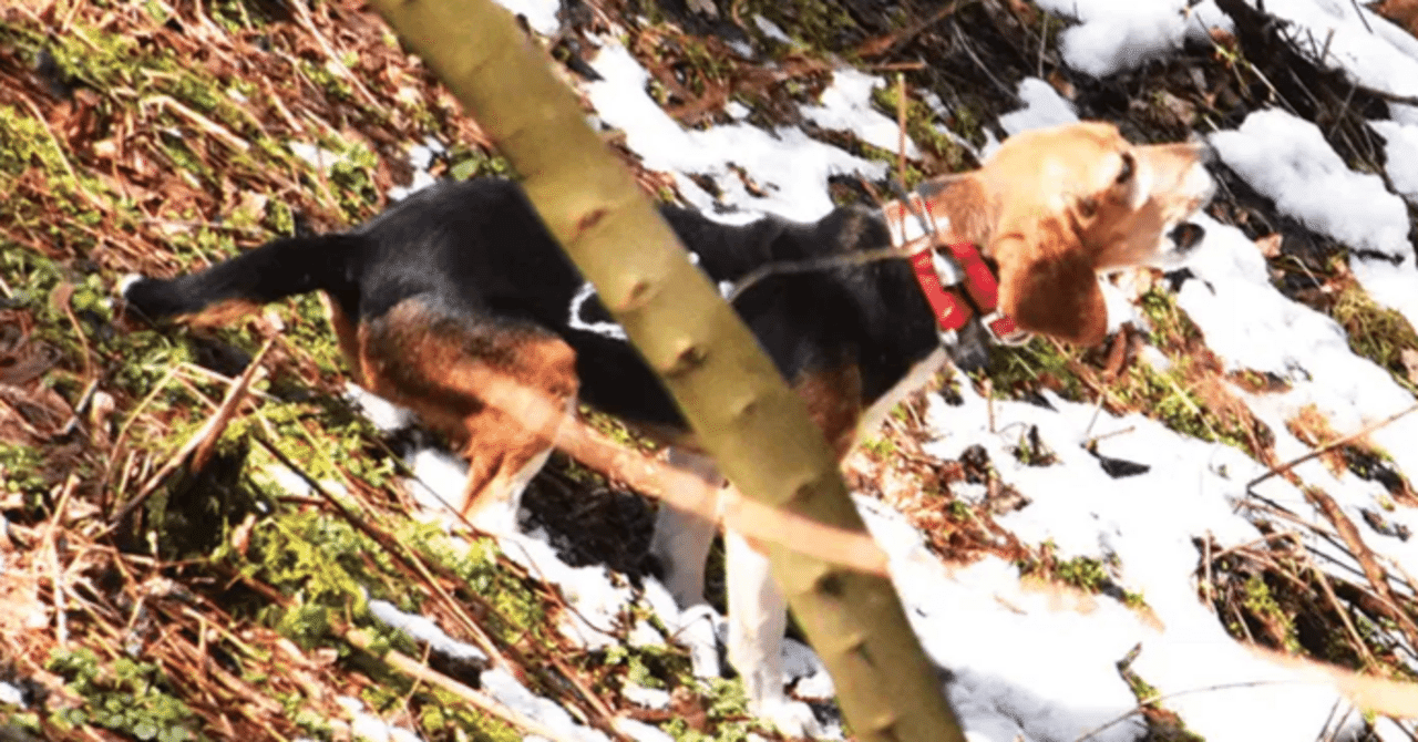 全猟【月刊狩猟雑誌】 72冊(昭和51～56年揃) / 古本、中古本、古