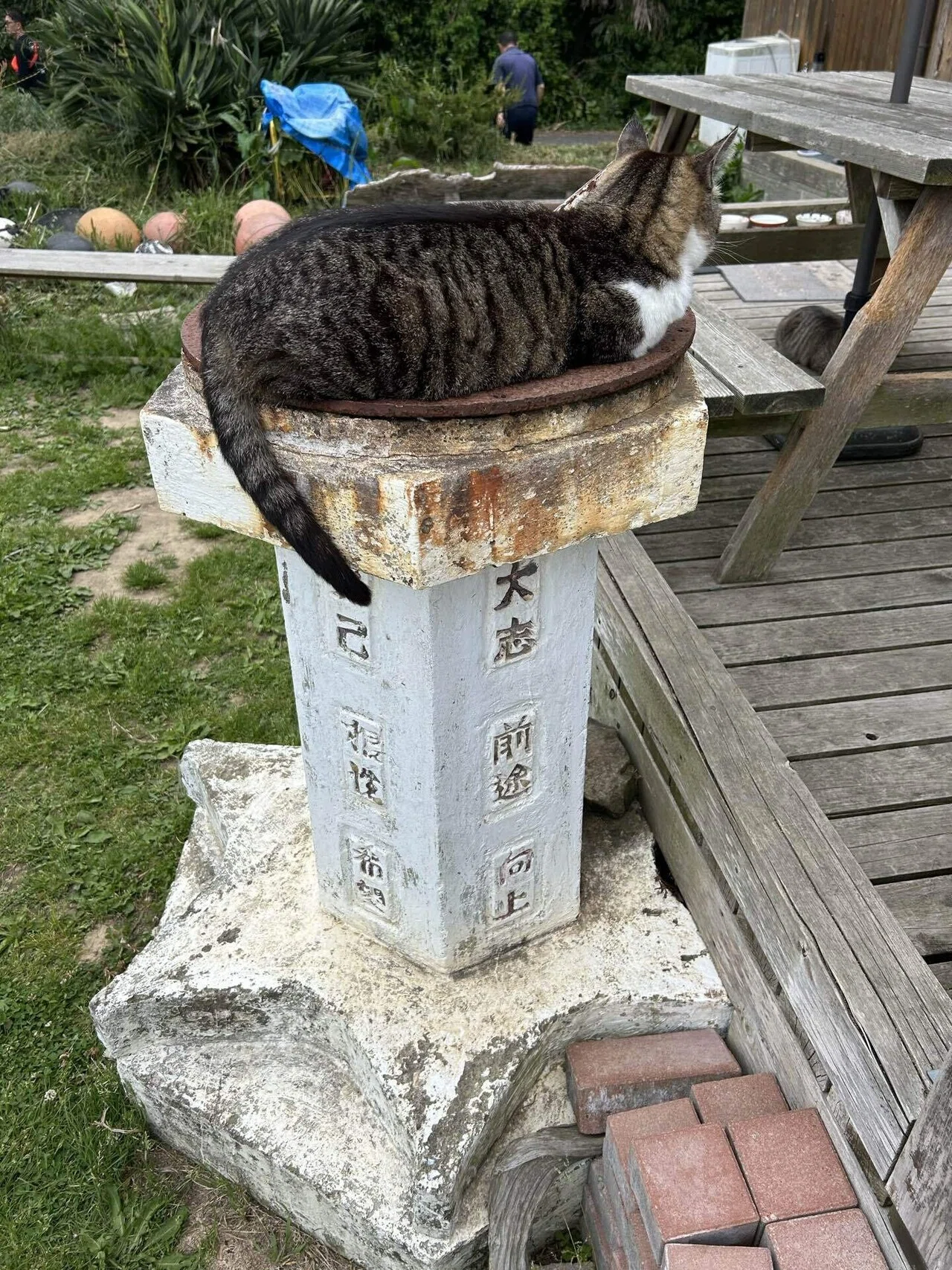 田代島に行きました②🐈🐈｜角田涼太（だーりょう）