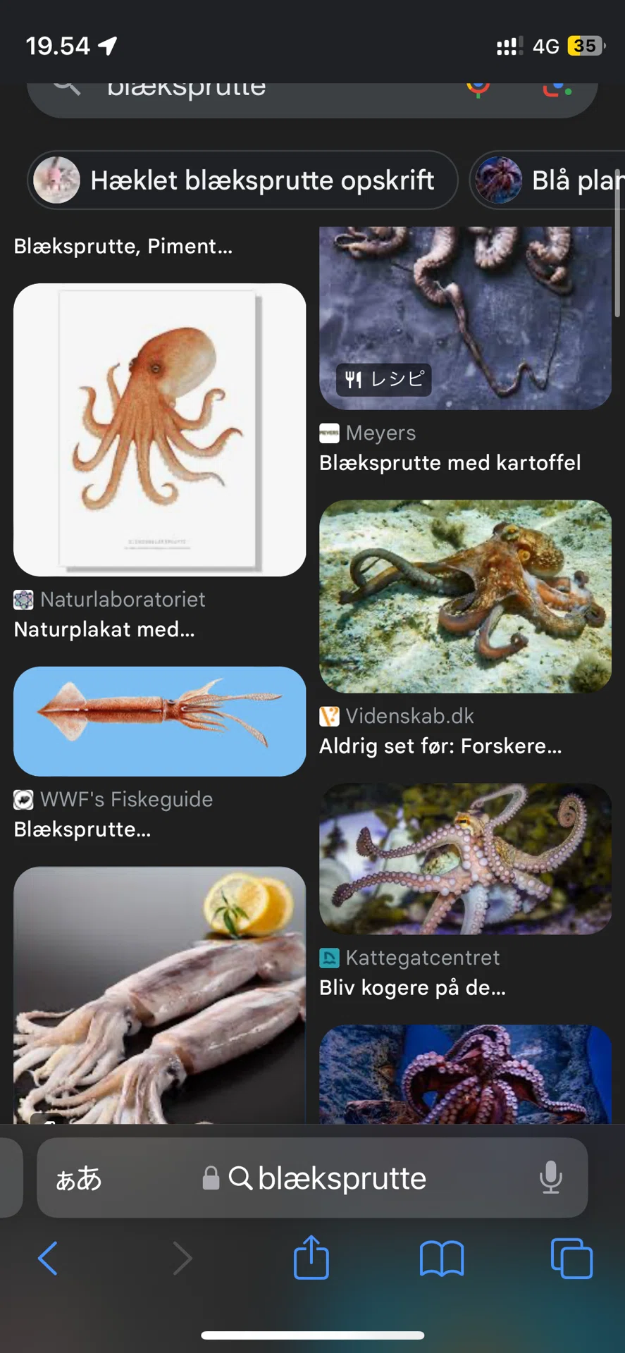イカ🦑とタコ🐙の違いが分からない？！｜ひぐち @ 北欧デンマーク🇩🇰