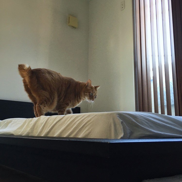 "一番いい寝場所"を考えてるボク。好きなベッドの上なので、どこでもよさそうなのに。そうはいかないのがネコ、みたいです。