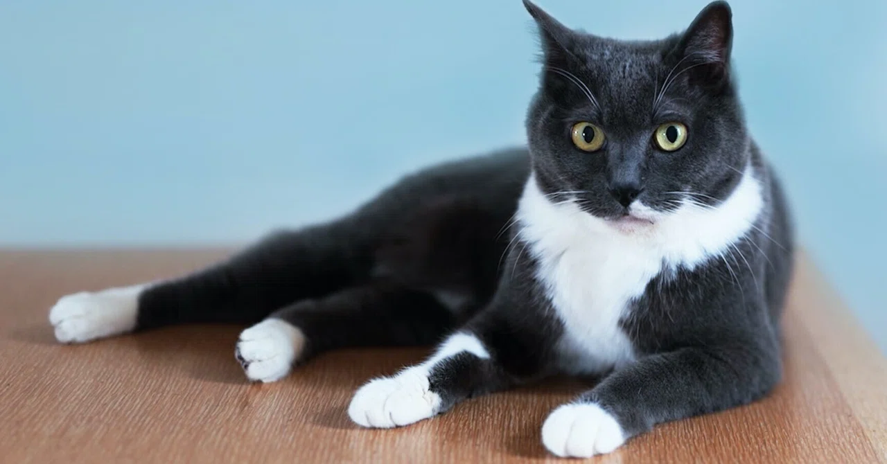 保護猫との何気ない暮らし-LUMIXで日常の美を切り撮る【monologue3 