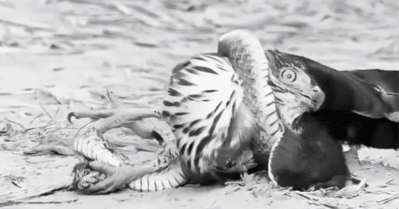 蛇は鷹を柔術で仕留めるーー他武術経験者のためのブラジリアン柔術練習法