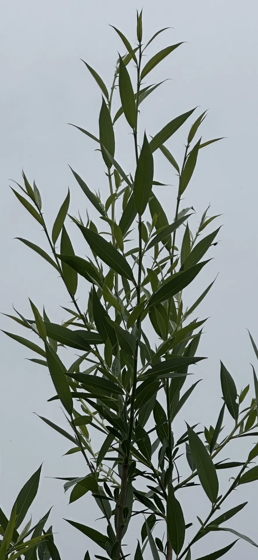 西洋白柳｜EGGSEED