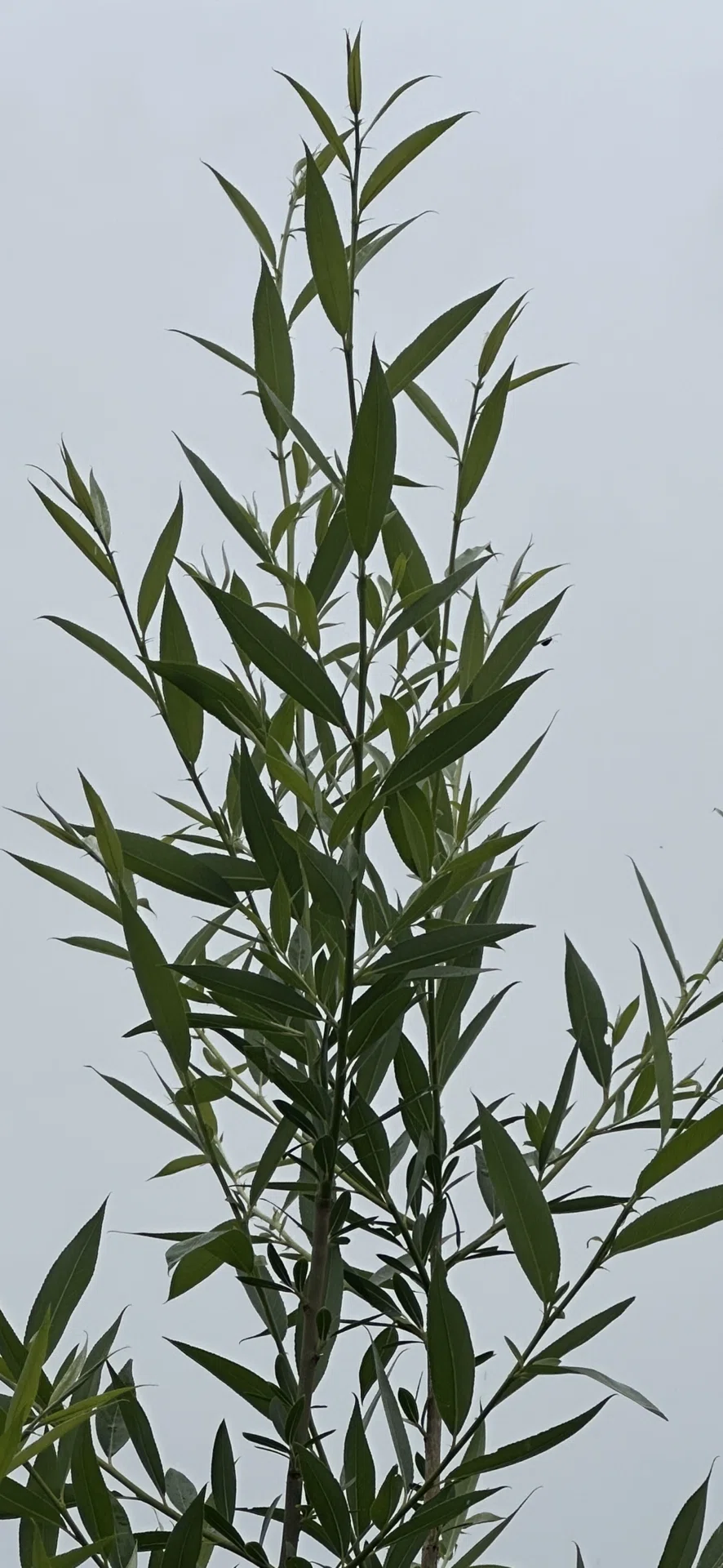 西洋白柳｜EGGSEED
