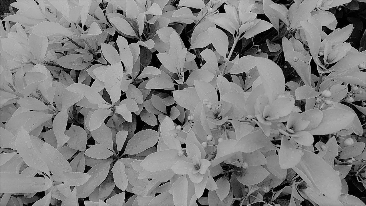 寝言日記2019 09 04 でんでんマークダウンで書いた20万字以上の小説をいまどうやってepub変換するのか 赤井五郎 Note