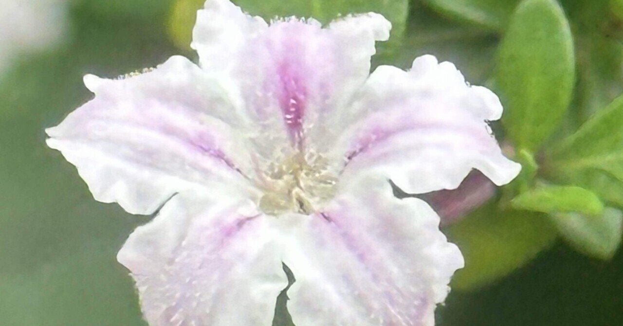 ハクチョウゲ｜EGGSEED