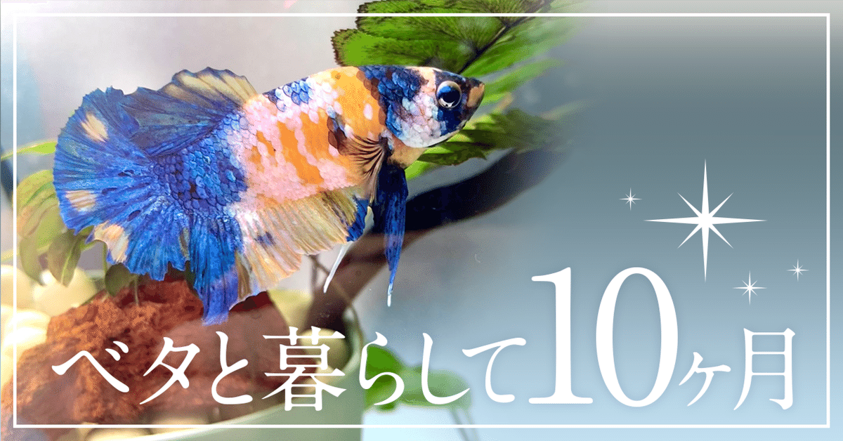 ベタと暮らして10ヶ月｜なぎさん