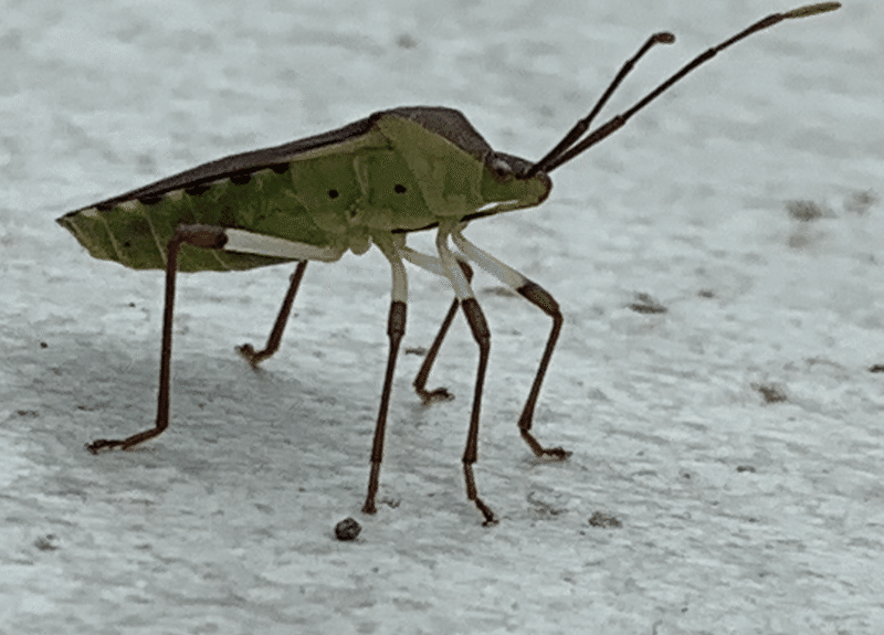 なつやすみはやっぱ虫とりでしょ フジタヨウヘイ Note