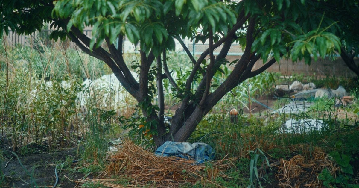最高の組み合わせについて語ります。 -SIGMA fp ＋ Voigtlander NOKTON Vintage Line 50mm F1.5  Aspherical II VM SC- 【レビュー】｜sai