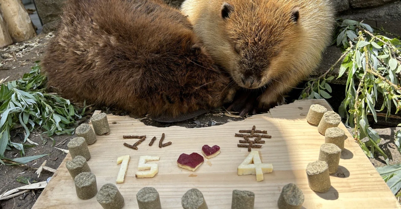 はっビーバーすでー｜仙台うみの杜水族館