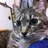 ほしねこ