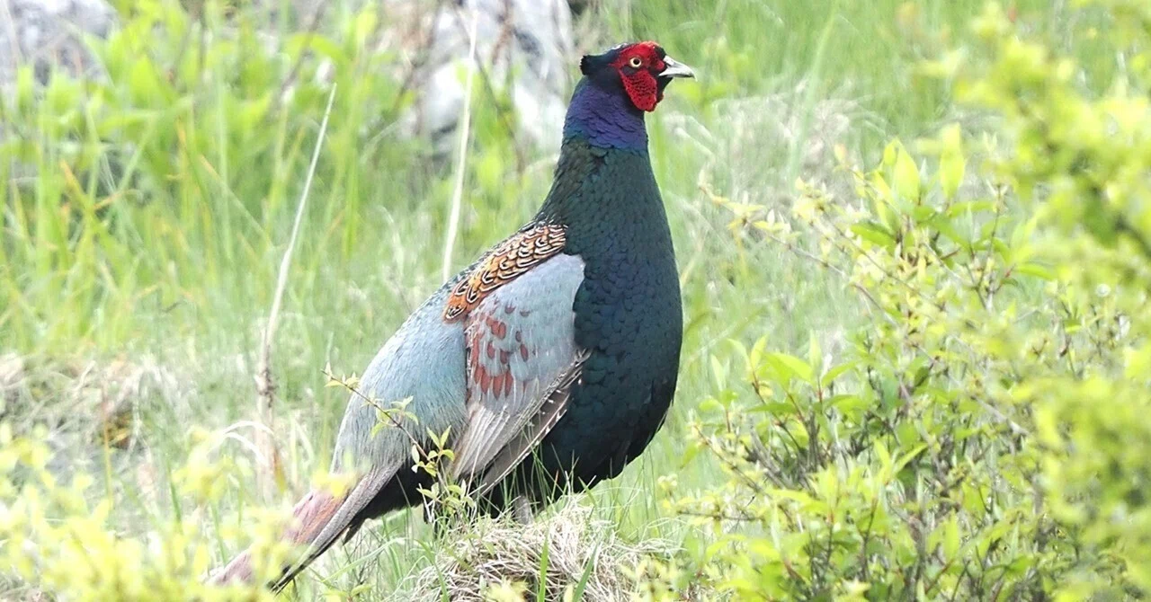 解説！鳥の鳴き声図鑑#012 ～さえずりだけじゃない！鳥の求愛いろいろ～｜OM SYSTEM